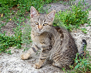 Young gray cat sitting on the ground and looking at the camera.