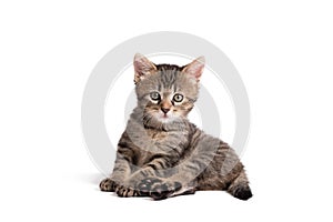 Young gray cat sitting on a wite background