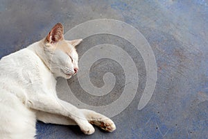 Young gray cat sleep on the ground