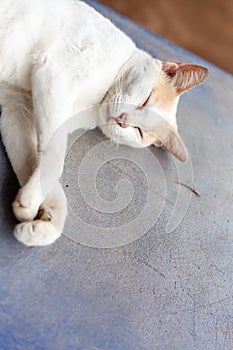 Young gray cat sleep on the ground