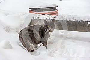 A young gray cat with yellow eyes and a white chest