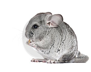 Young, gray chinchilla. Is isolated.