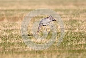 Young gray crane grazing