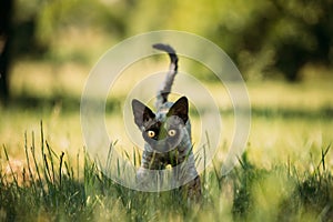 Young Gray Devon Rex Kitten In Green Grass. Short-haired Cat