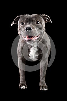 Young gray dog sitting isolated on black