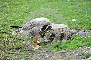 Young gray geese that stay over the winter in Germany because they are not yet strong enough for the long journey