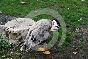 Young gray geese that stay over the winter in Germany because they are not yet strong enough for the long journey