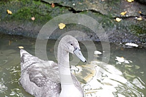 Young gray geese that stay over the winter in Germany because they are not yet strong enough for the long journey