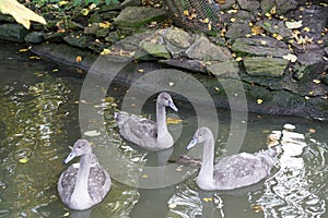 Young gray geese that stay over the winter in Germany because they are not yet strong enough for the long journey