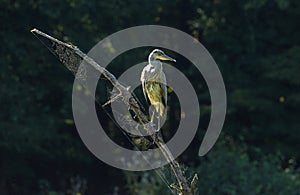 Young gray heron sits on a branch