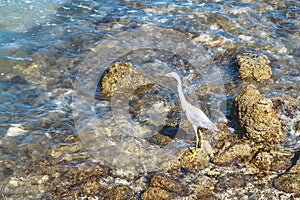 Young gray heron walks along the stony seashore