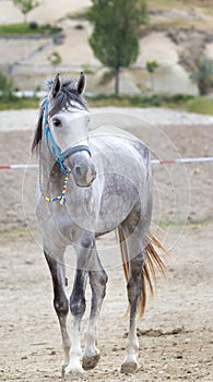 A young gray horse with a bridle stands in the field