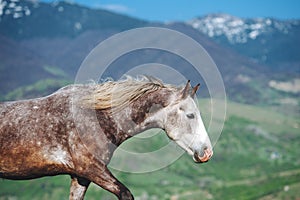 A young gray horse grazes in the mountains.