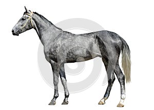 The young gray horse standing isolated on white background