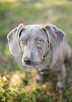 A young gray Hound x Dachshund mixed breed puppy