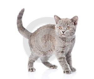 Young gray kitten standing. isolated on white background