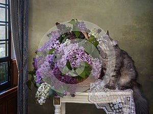 Young gray kitty sniffing of lilac