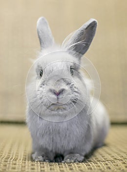A young gray Lionhead Rabbit
