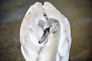 Young gray mute swan Cygnus olor bird in the water