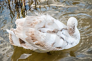 Young gray mute swan Cygnus olor bird in the water