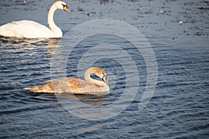 Young gray mute swan or Cygnus olor swimming on the water