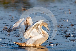 Young gray mute swan or Cygnus olor on the water