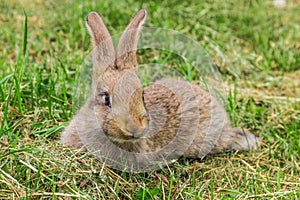 Young gray rabbit on green grass.