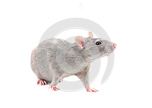 Young gray rats playful young nimble on white isolated background beautiful hobby for children responsible for a pet photo
