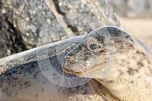 Young gray seal portrait profile image. Beautiful Grey seal face