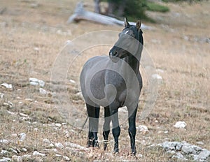 Young Gray Silver Grulla mare wild horse at evening dusk on Sykes Ridge in the Pryor Mountains Wild Horse Range in Montana USA