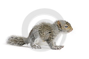 Young Gray Squirrel