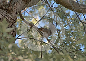 A young gray squirrel ventures out in a maple tree