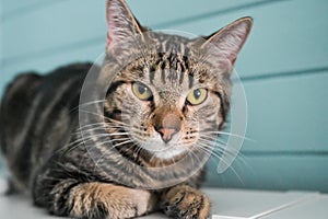 Young gray striped cat