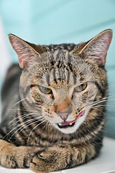 Young gray striped cat