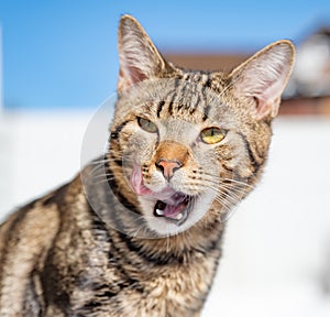 Young gray striped cat