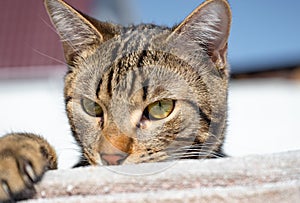 Young gray striped cat