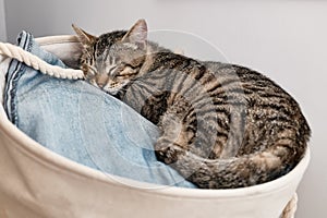 Young gray striped kitten sleeping in a basket of laundry Household pet. Funny animals at home.