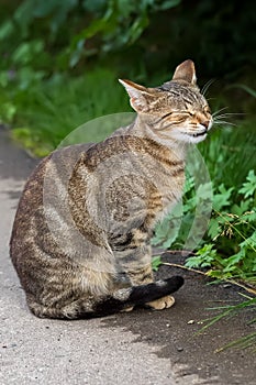 Young gray tabby cat squints