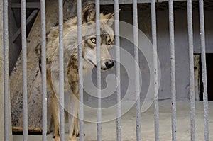 Young the gray wolf in a cage behind the bars
