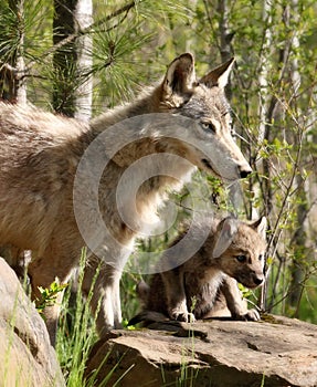 Young gray wolf pup with parent