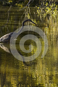 Haron walking though still water