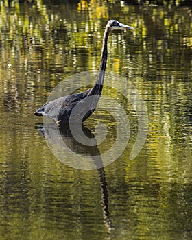 Haron walking though still water