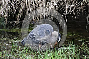 A young great blue heron fishing