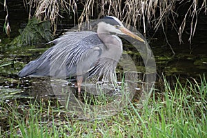 A young great blue heron fishing