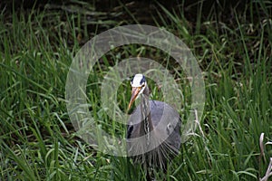 A young great blue heron fishing