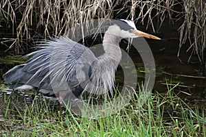 A young great blue heron fishing