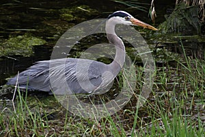 A young great blue heron fishing