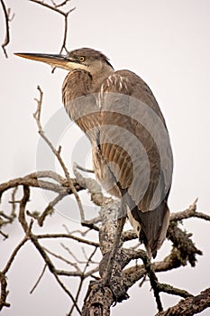 Young great blue heron perched in a tree