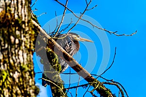 Young Great Blue Heron sitting on tree branch in Pitt-Addington Marsh at Pitt Lake in Fraser Valley of British Columbia, Canada