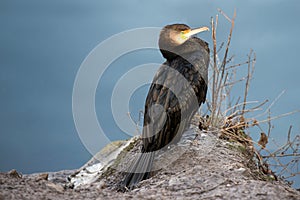 Young Great cormorant